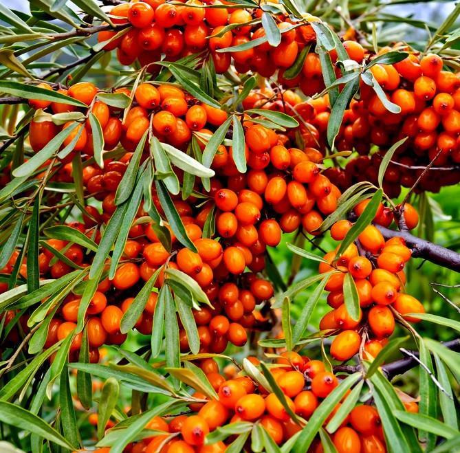 Hand-made Salve-Sea Buckthorn Salve